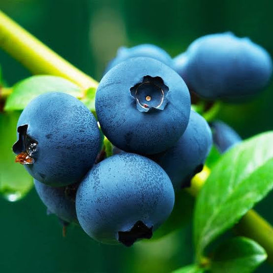 What Are Polyphenols?