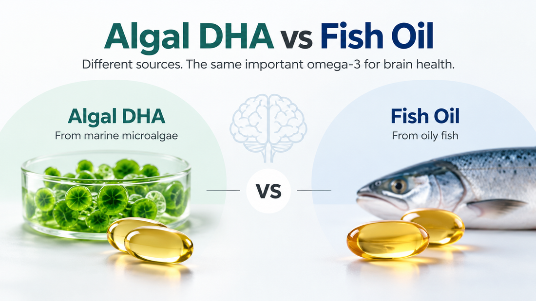 Algal DHA vs Fish Oil: What's the Difference for Brain Health?