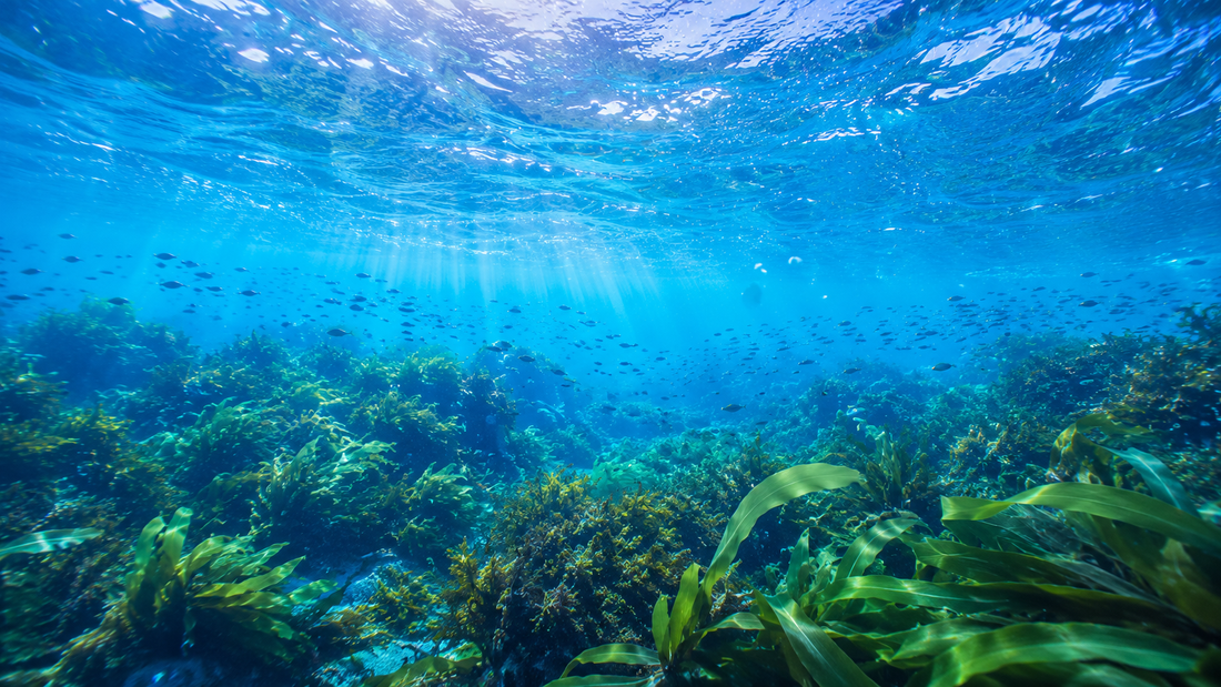 Seaweed Calcium Australia: Why More People Are Choosing Aquamin® for Bone Health