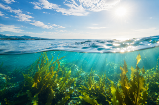 Seaweed Calcium: A Natural Plant-Based Calcium for Strong Bones and Healthy Aging