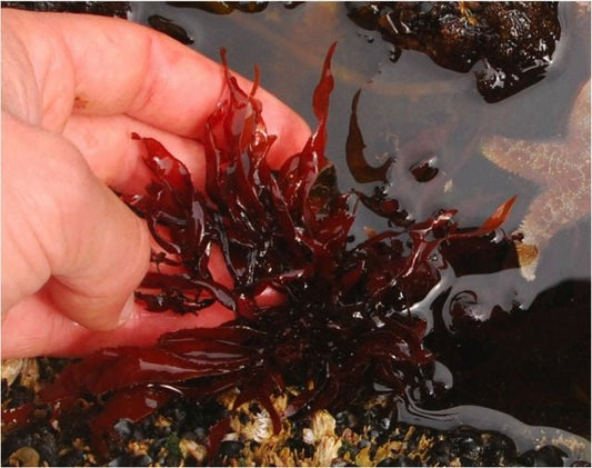 Discover Aquamin: Nature’s Mineral Powerhouse from the Sea